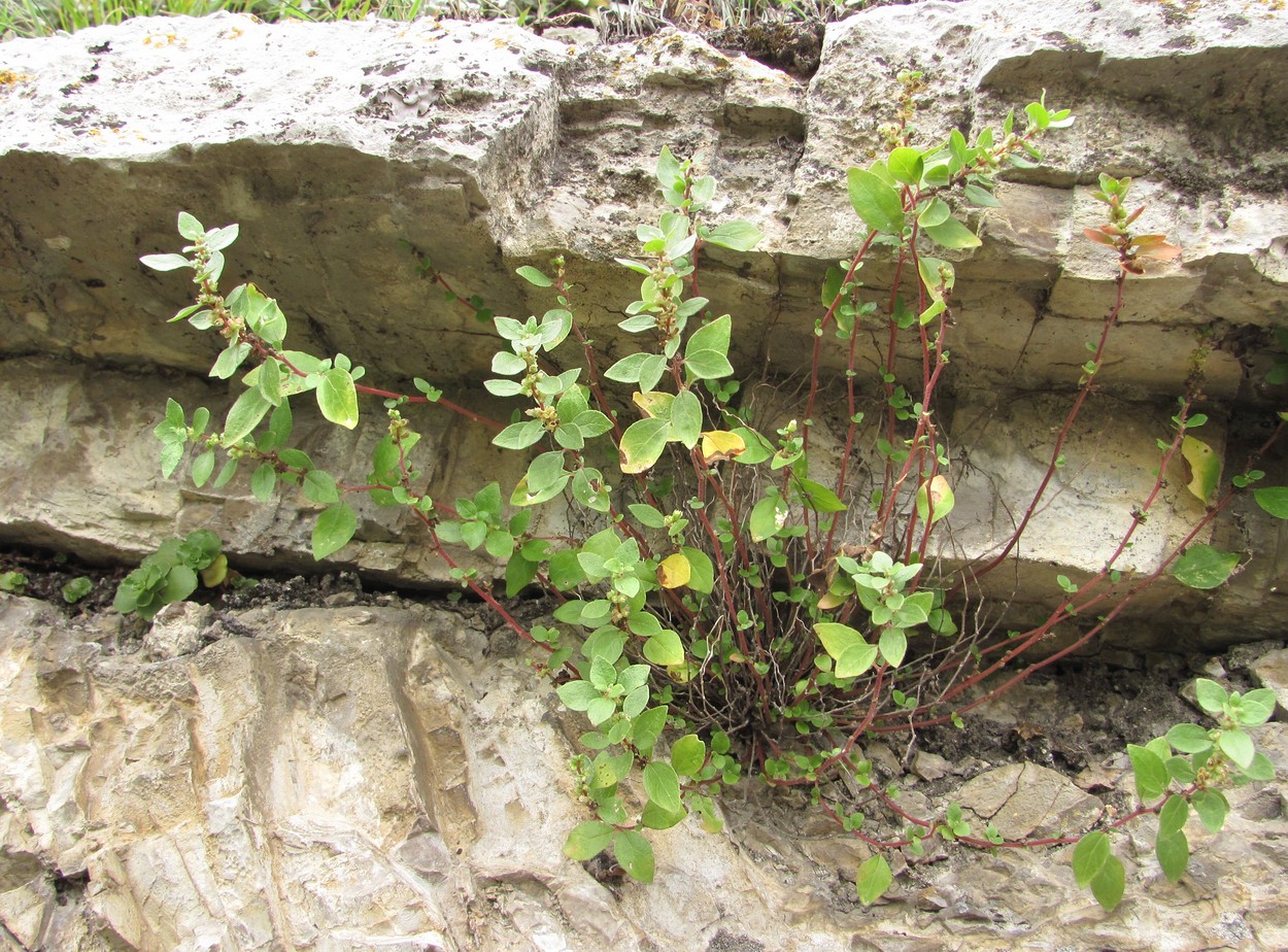 Изображение особи Parietaria elliptica.