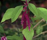 Amaranthus caudatus