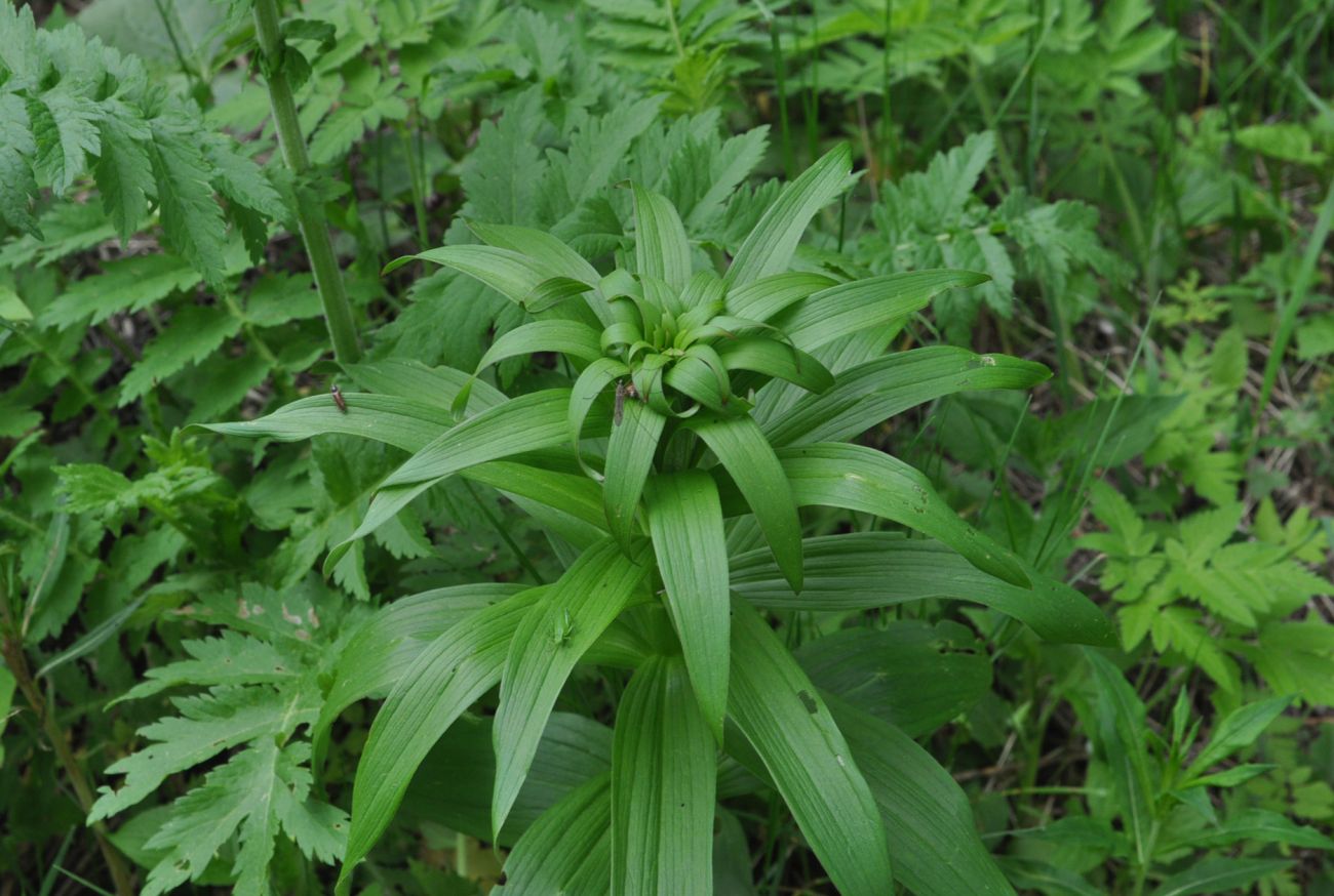 Изображение особи Lilium szovitsianum.