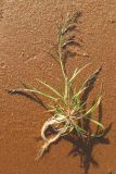 род Eragrostis