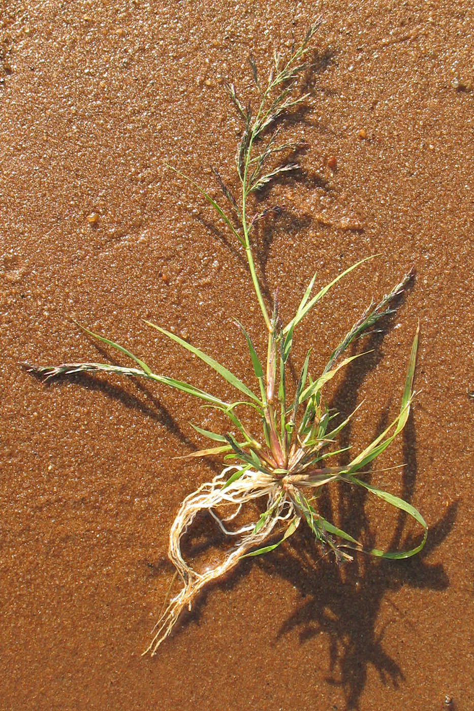 Изображение особи род Eragrostis.