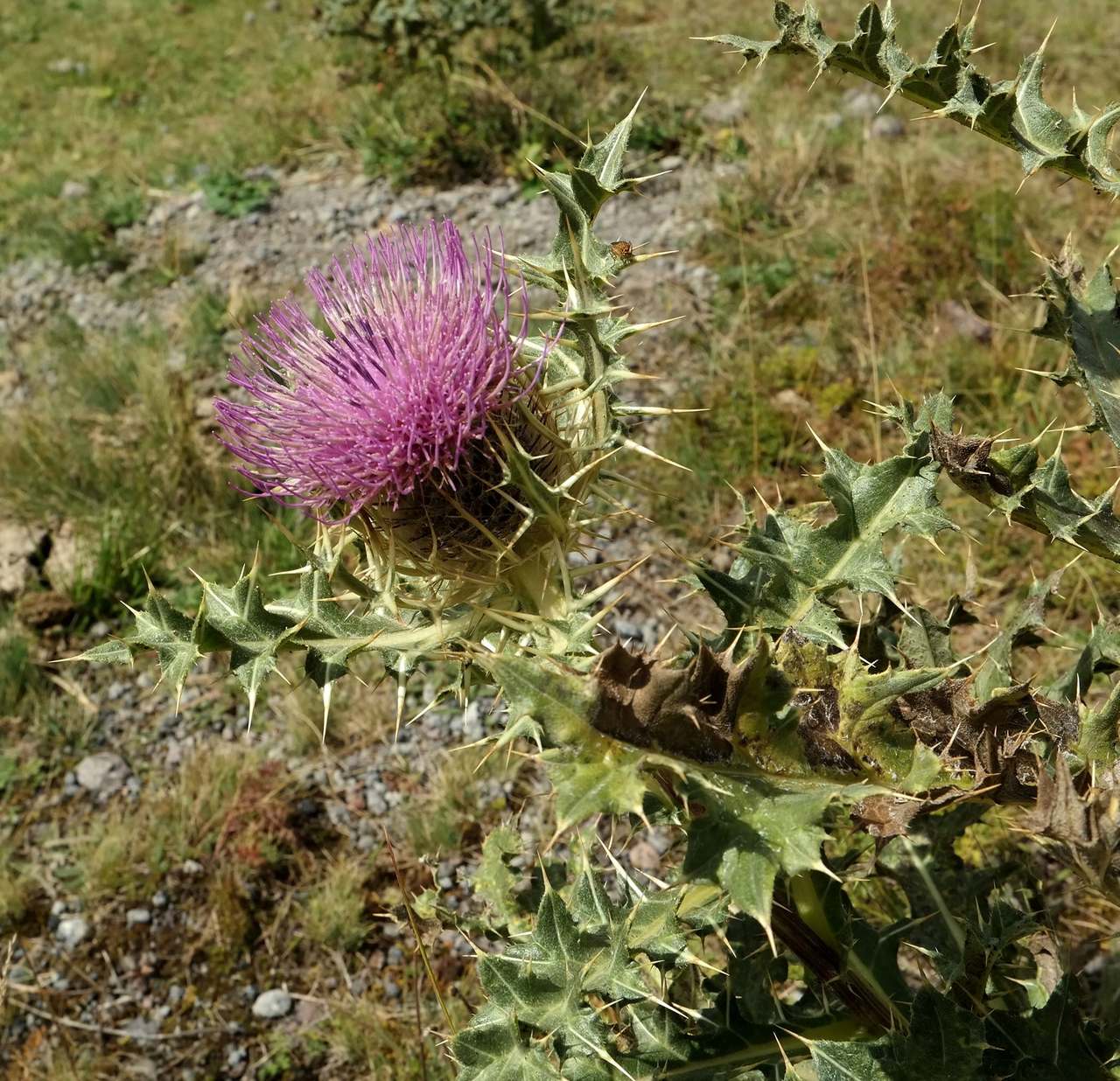 Image of Cirsium pugnax specimen.