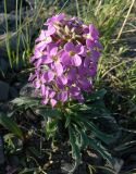 Erysimum pallasii
