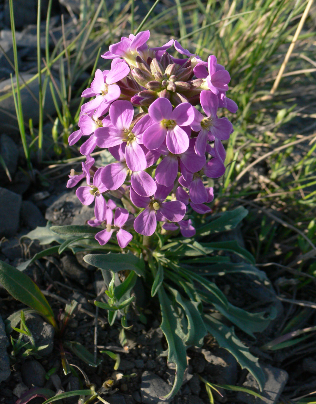 Изображение особи Erysimum pallasii.