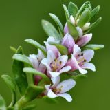 Glaux maritima. Часть побега с цветками и бутонами. Кыргызстан, Иссык-Кульская обл., Внутренний Тянь-Шань, северный берег оз. Иссык-Куль в р-не пос. Чон-Орюктю, 1600 м н.у.м., сухой луг у границы песчаного пляжа. 13.05.2018.