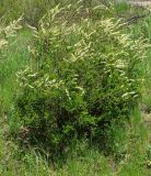 Spiraea hypericifolia. Цветущий кустарник. Восточный Казахстан, г. Усть-Каменогорск, правый берег р. Иртыш, луг. 16.05.2018.