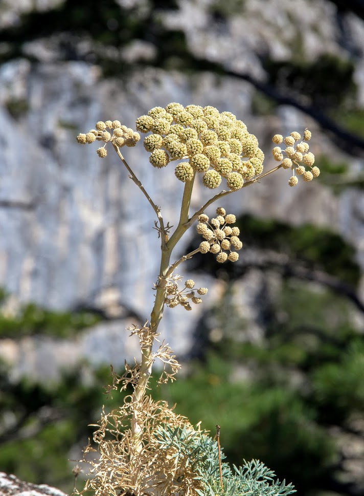 Image of Seseli gummiferum specimen.