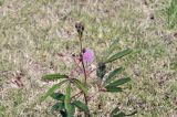 Mimosa pudica