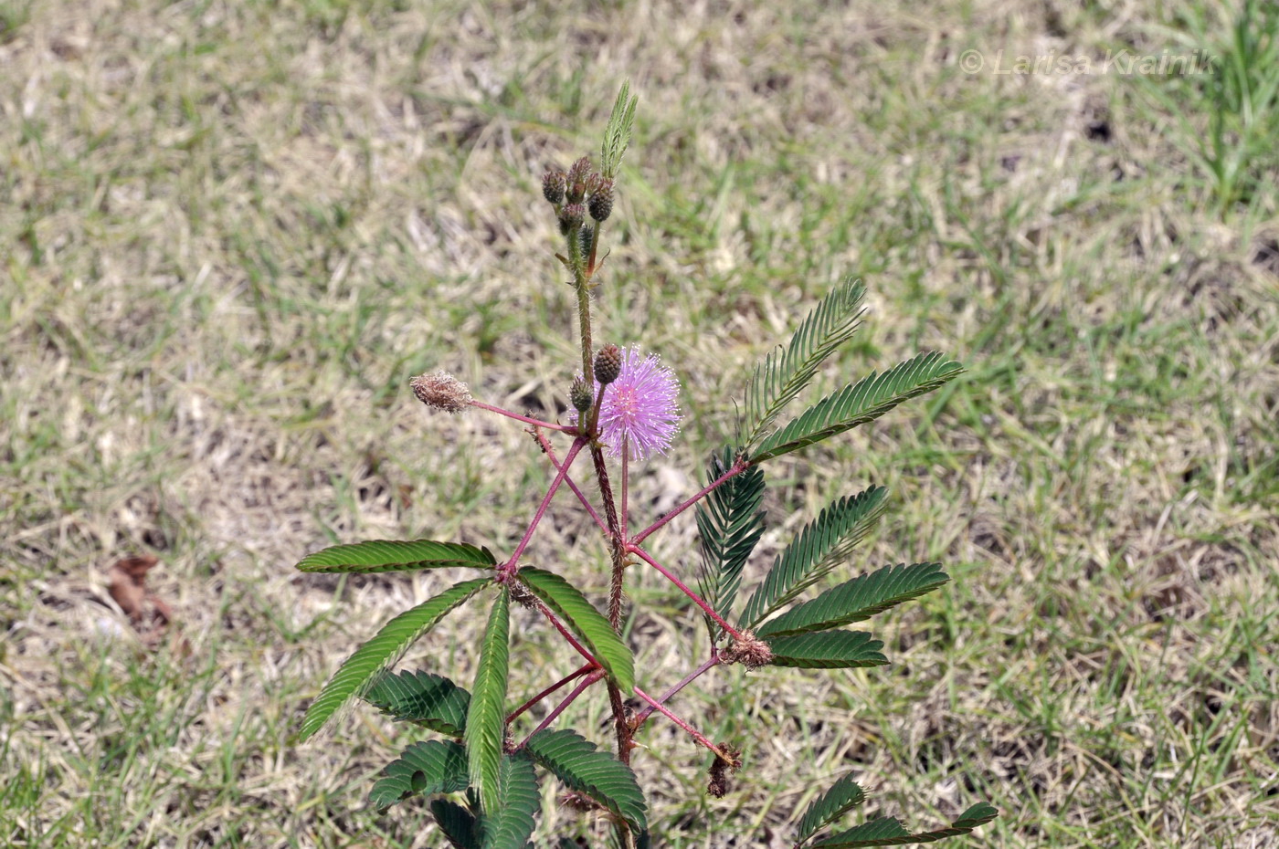 Image of Mimosa pudica specimen.