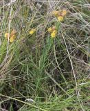 Galatella linosyris