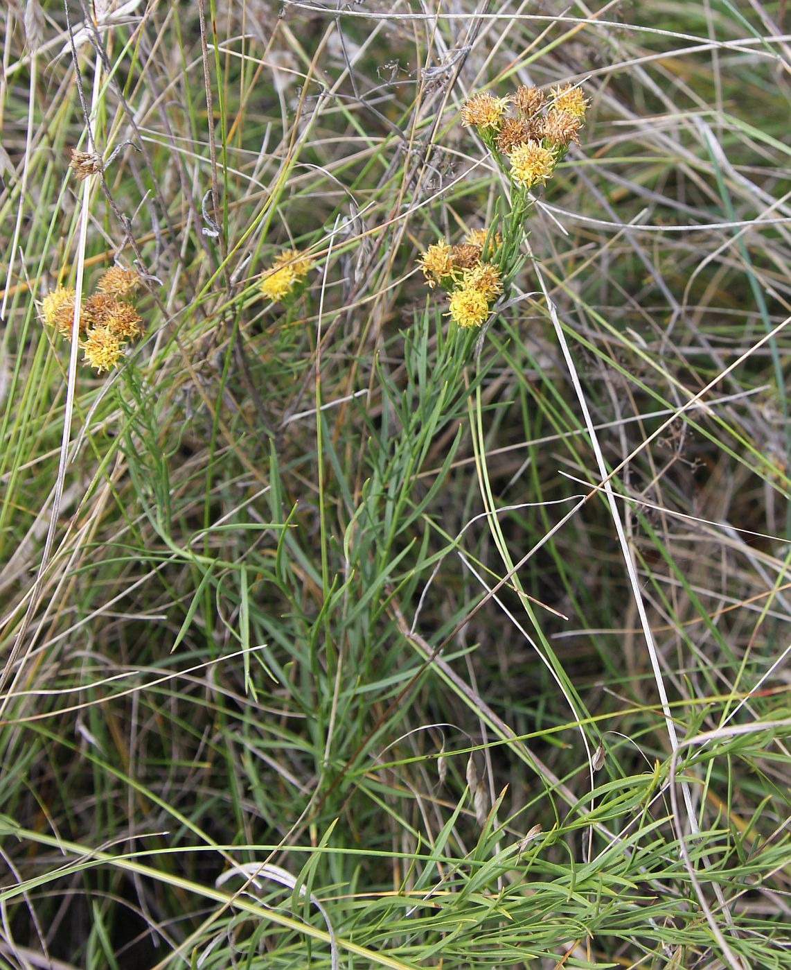 Изображение особи Galatella linosyris.