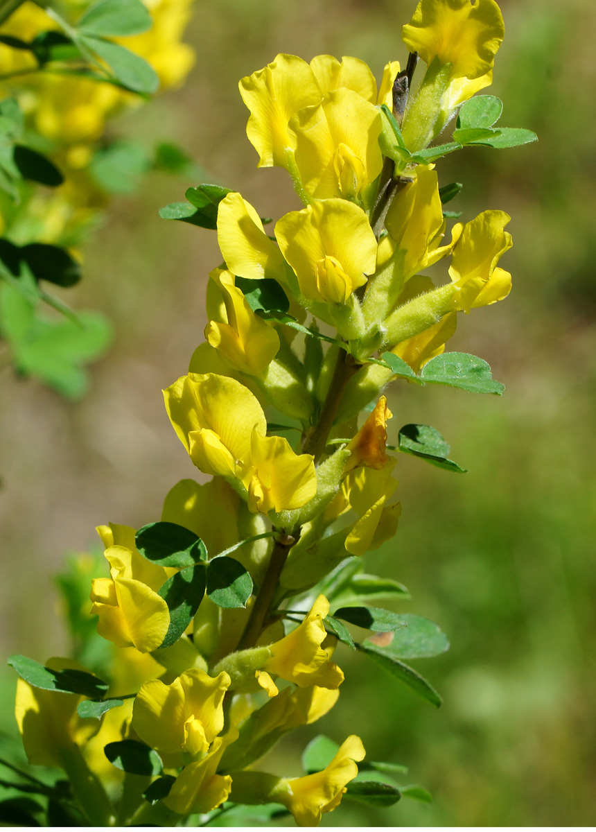 Image of Chamaecytisus ruthenicus specimen.
