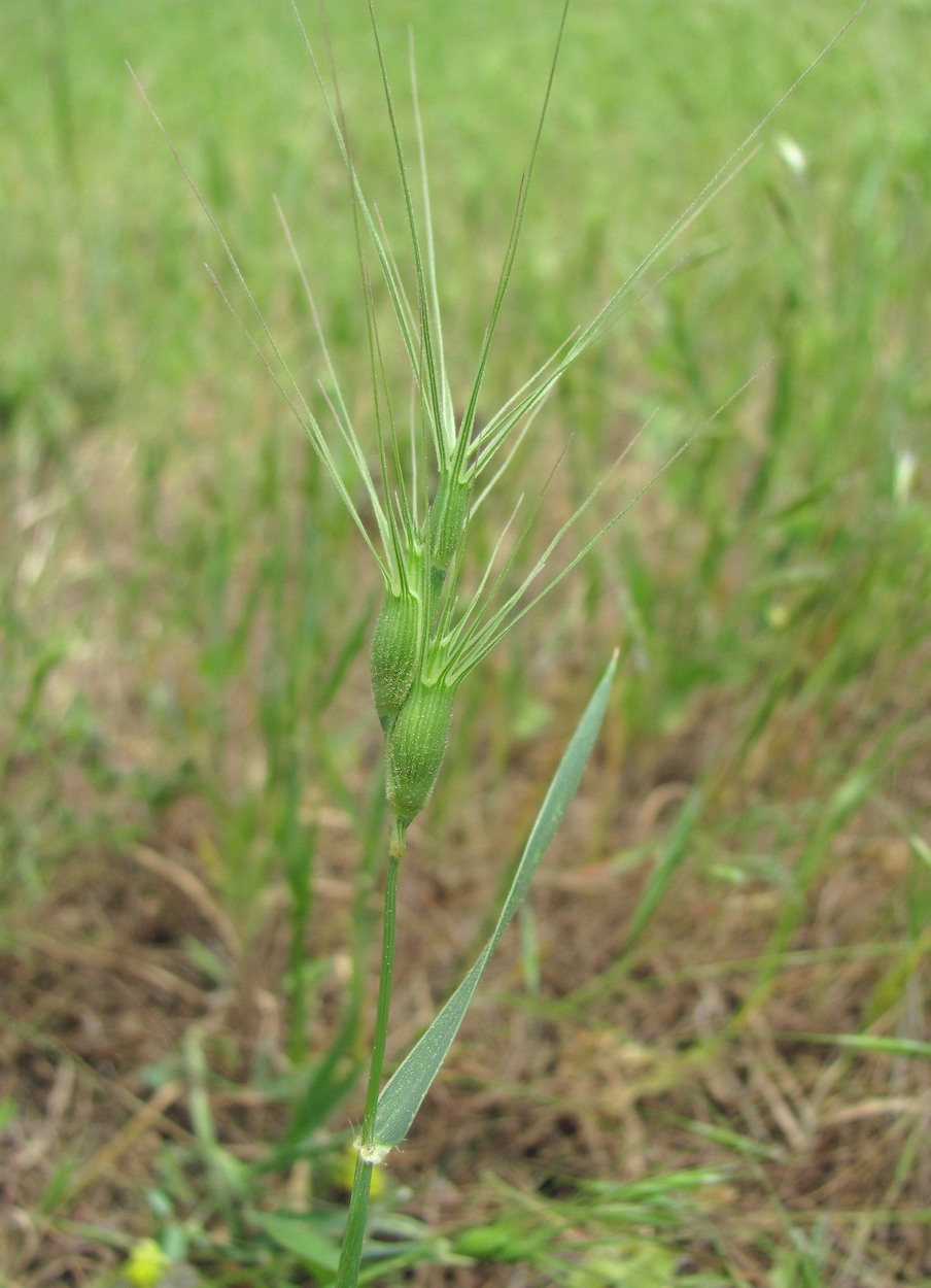 Изображение особи Aegilops ovata.