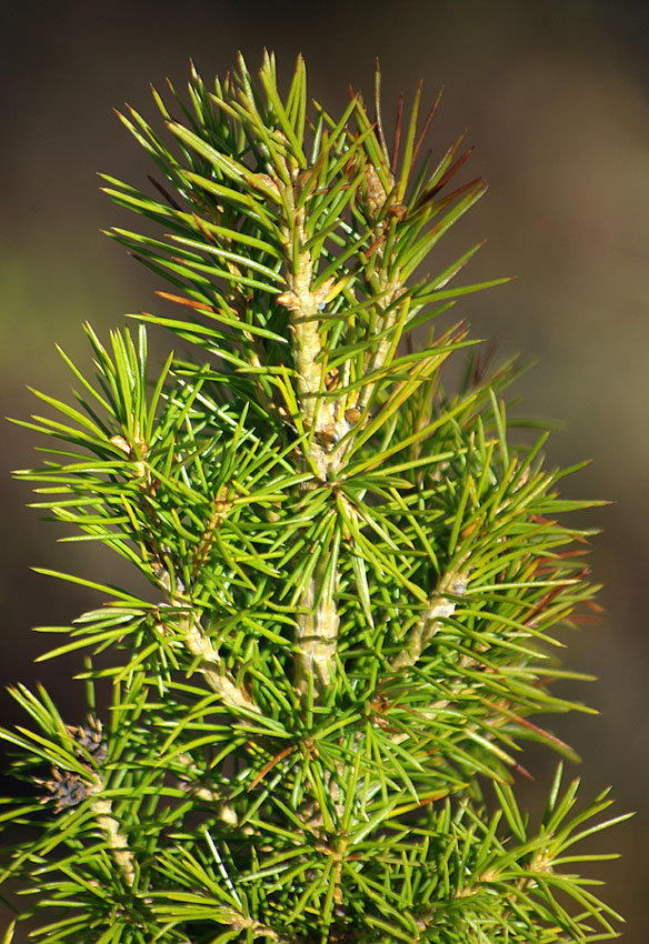 Изображение особи Picea obovata.