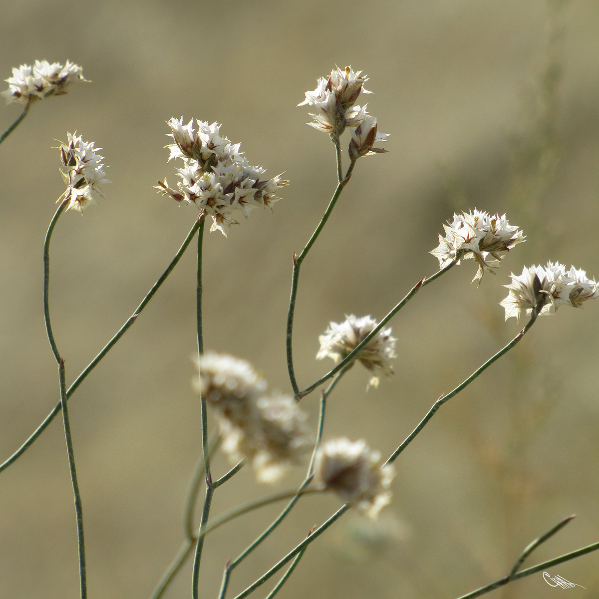 Изображение особи Limonium dichroanthum.