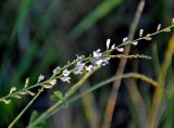Astragalus melilotoides. Часть соцветия. Хакасия, Ширинский р-н, берег оз. Шунет, степь. 12.07.2018.