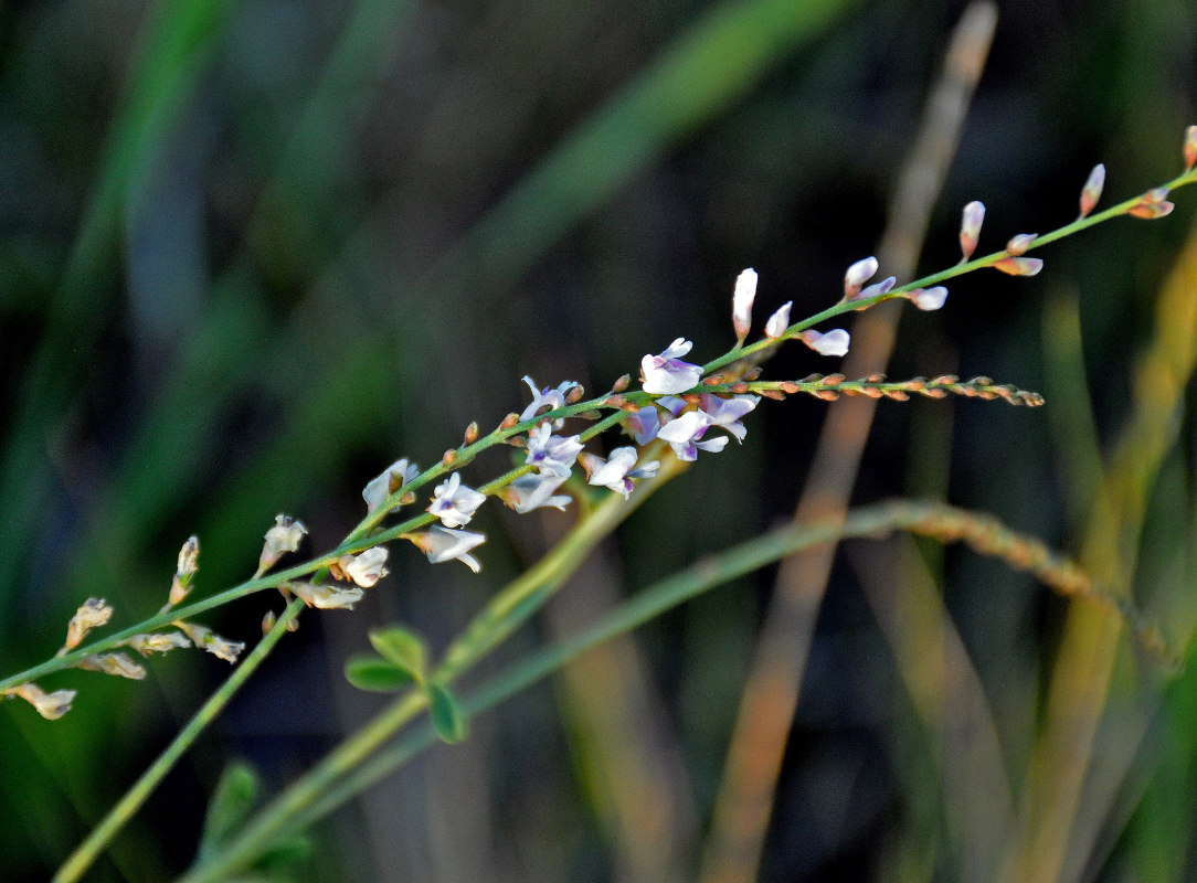 Image of Astragalus melilotoides specimen.