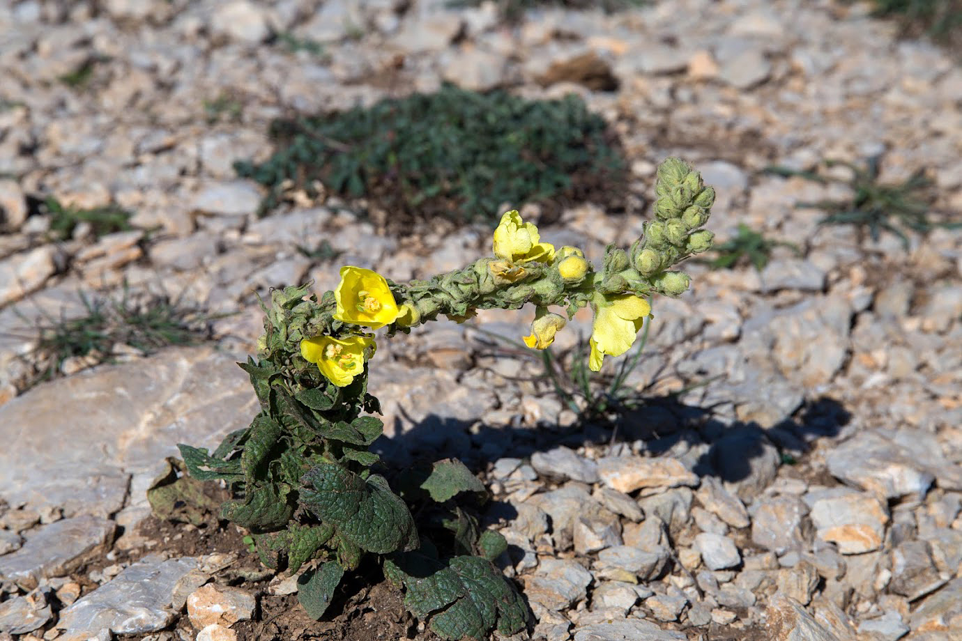 Изображение особи род Verbascum.