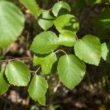 Betula pubescens. Часть веточки. Финляндия, муниципалитет Савонлинна, окр. туркомплекса Харьюн Портти, берег оз. Пихлаявеси, травяно-бруснично-зеленомошный сосняк. 04.08.2018.