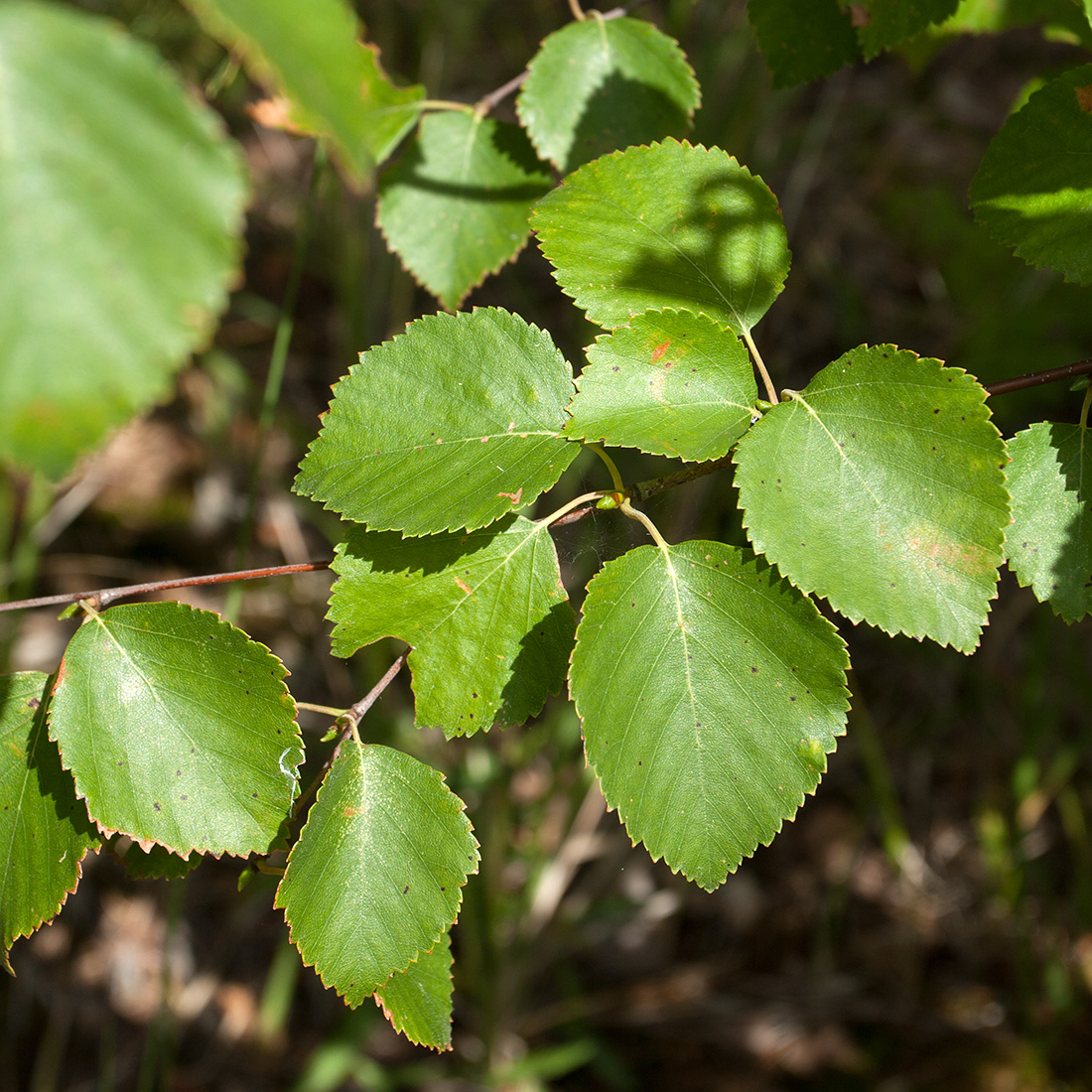 Image of Betula pubescens specimen.