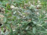 Teucrium capitatum. Верхушки веточек с соцветием и соплодием. Кабардино-Балкария, Эльбрусский р-н, окр. с. Бедык, ок. 800 м н.у.м., каменистое место. 08.08.2018.