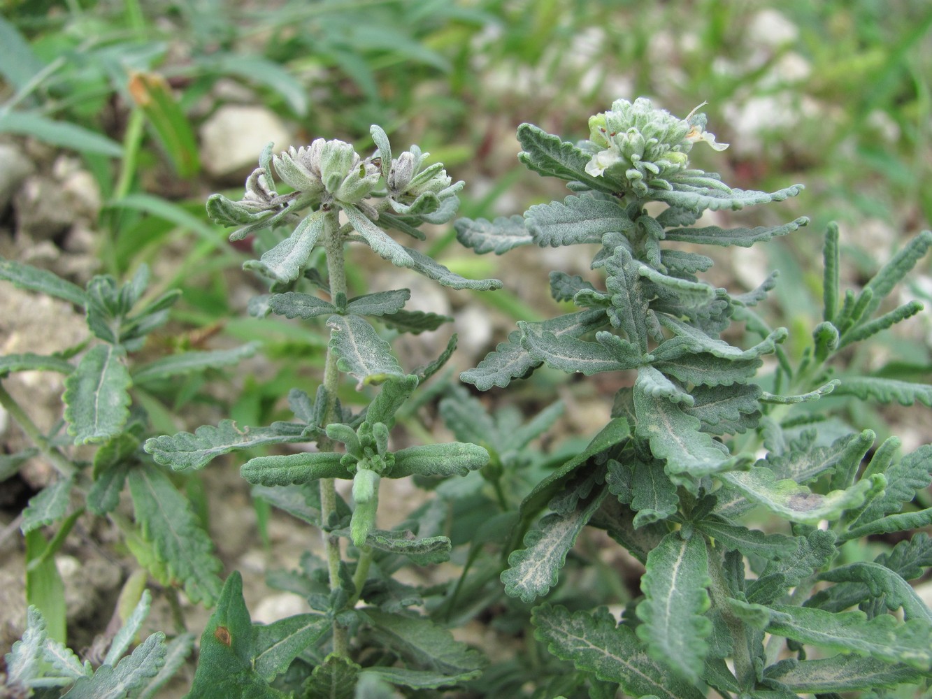 Изображение особи Teucrium capitatum.