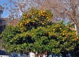 Citrus sinensis. Крона плодоносящего дерева. Турция, Анталья, в культуре. 08.01.2019.