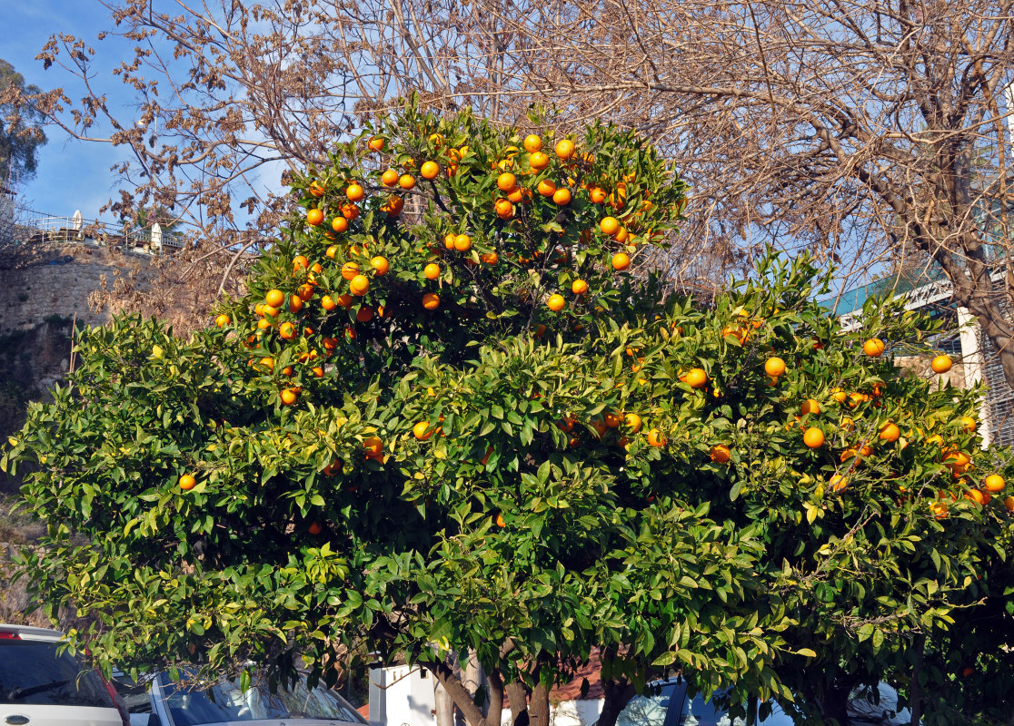 Изображение особи Citrus sinensis.