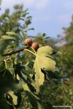Ficus carica. Верхушка ветви со зрелыми соплодиями-сикониями. Краснодарский край, Туапсинский р-н, долина ручья Красный Водопад, в культуре. 21.09.2012.