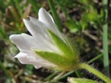 Cerastium eriophorum. Верхушка побега с цветком (вид со стороны чашечки). Украина, Закарпатская обл., Раховский р-н, хр. Свидовец, ≈ 1800 м н.у.м., задернованные выходы горных пород. 2 июля 2010 г.