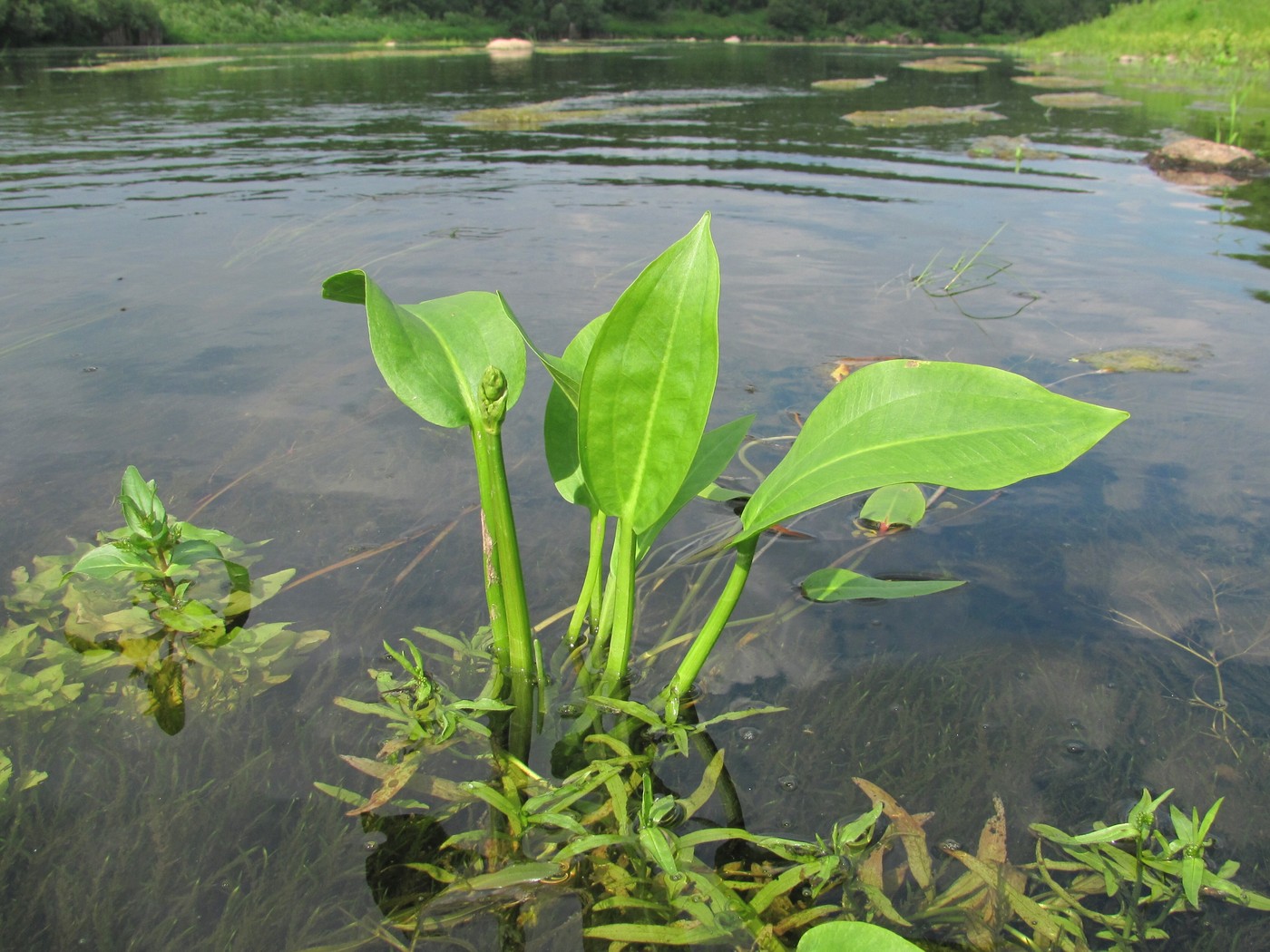 Image of Alisma plantago-aquatica specimen.