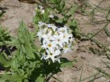 Argusia sibirica