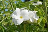 Plumeria pudica. Верхушка побега с соцветием. Танзания, автономия Занзибар, о-в Унгуджа, Central South Region, курорт Kiwengwa, территория гостиницы. 28.10.2018.