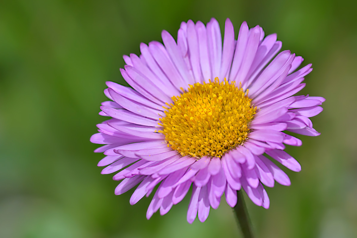 Изображение особи Erigeron venustus.