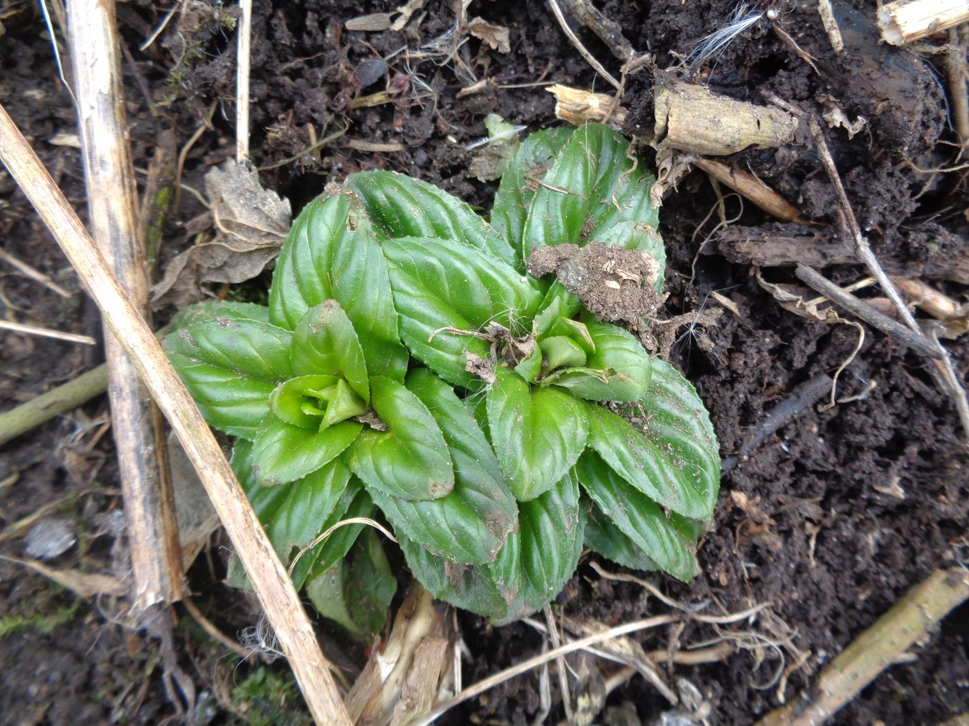 Изображение особи Epilobium adenocaulon.