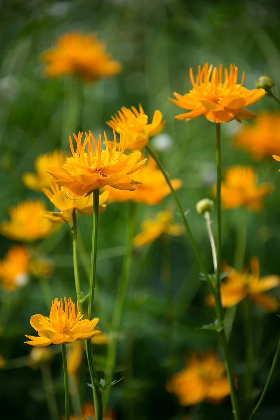 Image of Trollius chinensis specimen.