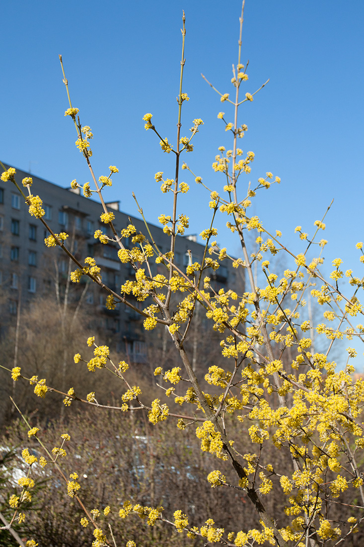 Image of Cornus mas specimen.
