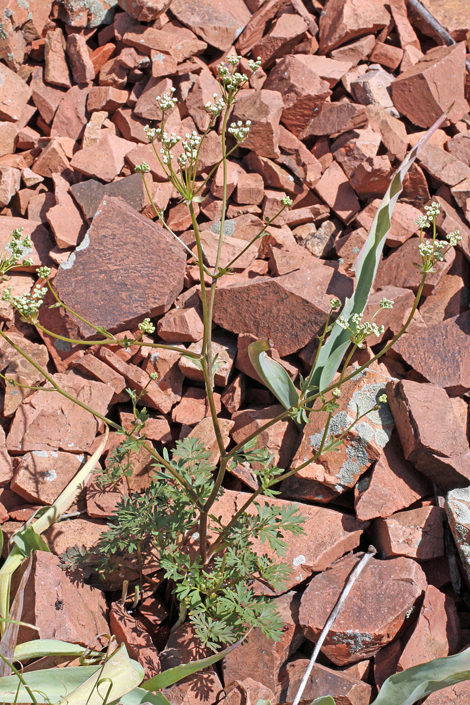 Image of Kamelinia tianschanica specimen.