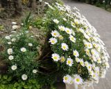 Argyranthemum frutescens