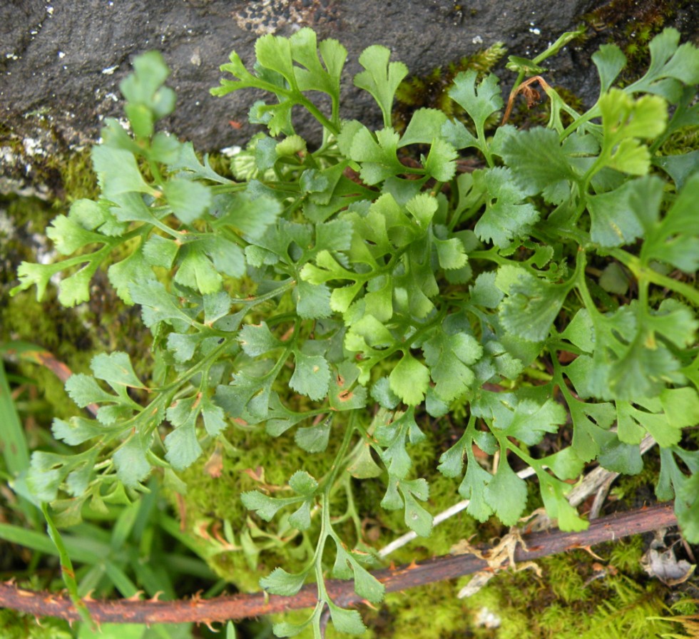 Изображение особи Asplenium ruta-muraria.