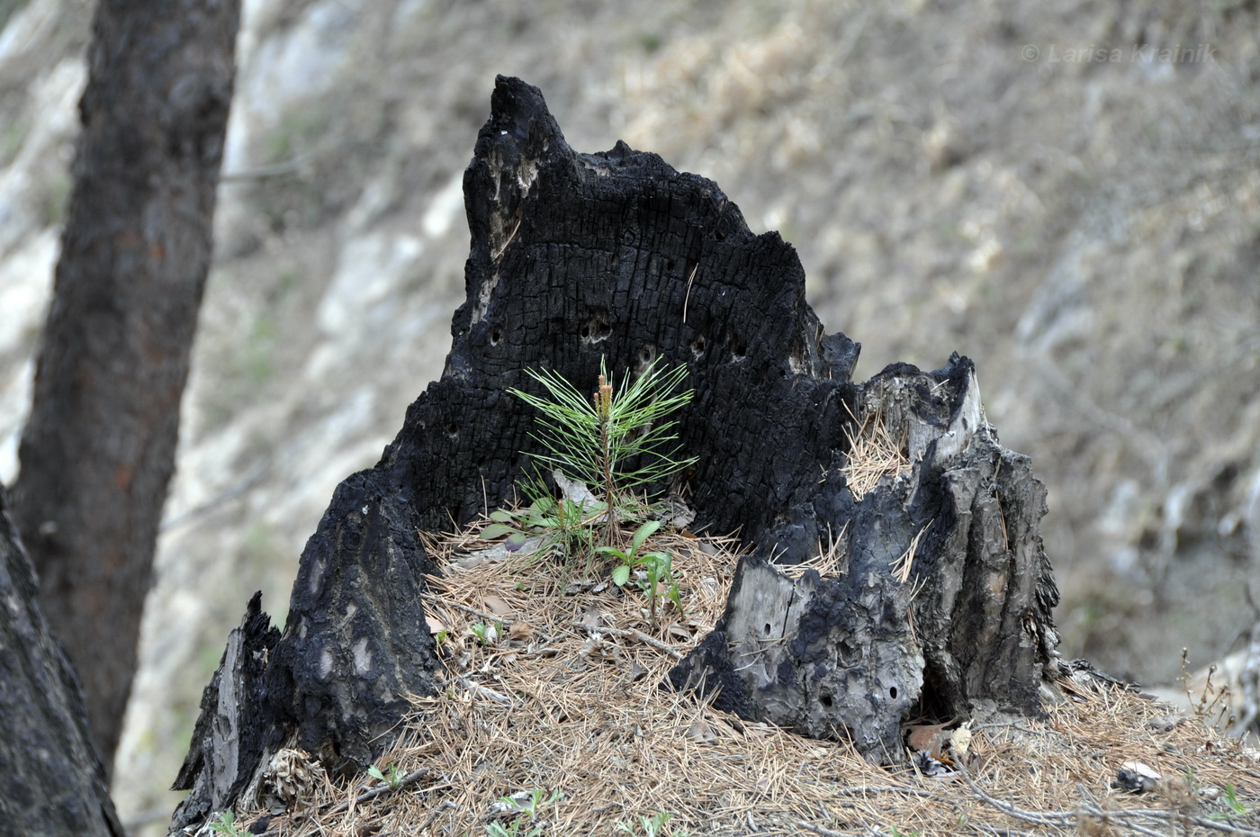 Image of Pinus densiflora specimen.