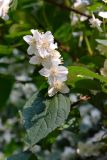 Philadelphus coronarius. Побег с соцветием. Санкт-Петербург, Выборгский р-н, парк Лесотехнической академии, в культуре. 13.06.2019.