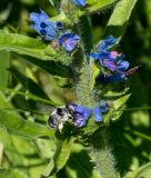 Echium vulgare. Часть соцветия с фуражирующей пчелой. Казахстан, Восточно-Казахстанская обл.; Западный Алтай, скл. Ульбинского хребта, окр. с. Ушановское. 22.06.2019.