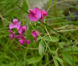 Lathyrus tuberosus