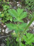 Heracleum asperum. Стеблевой лист. Кабардино-Балкария, Эльбрусский р-н, ок. 1550 м н.у.м., берег р. Герхожансу. 02.07.2019.