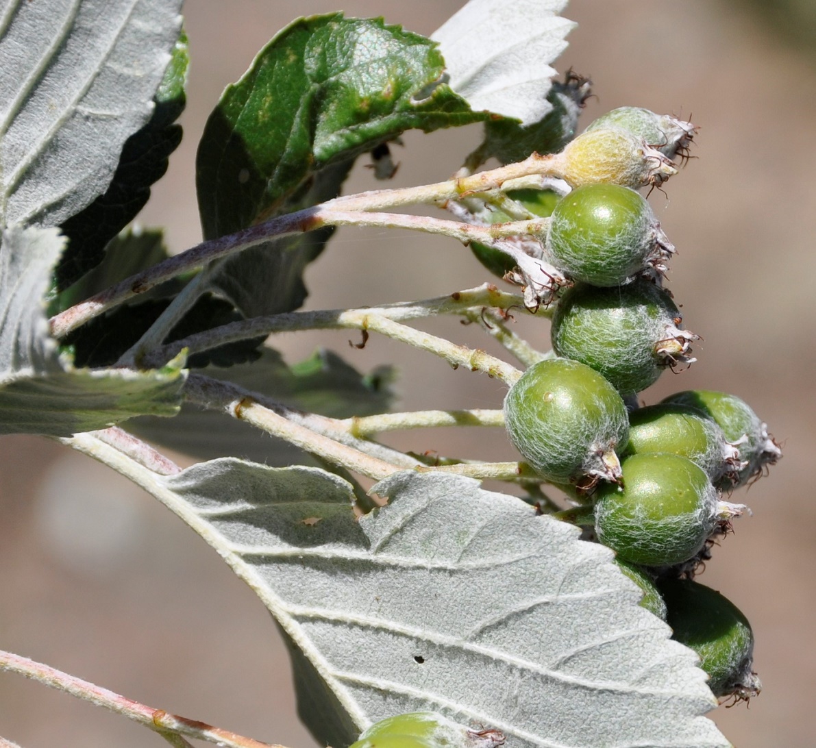 Изображение особи Sorbus graeca.