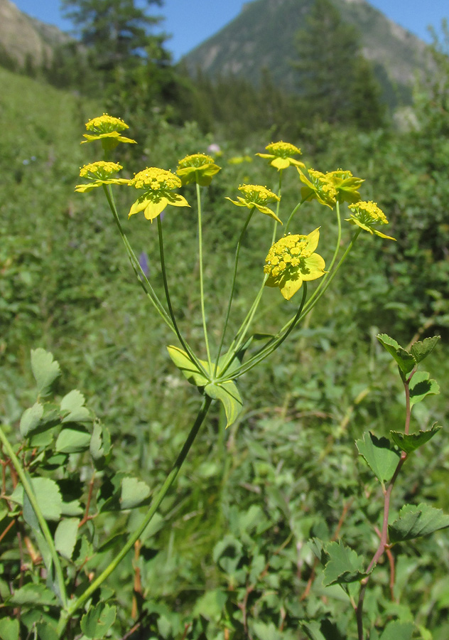 Image of Bupleurum multinerve specimen.