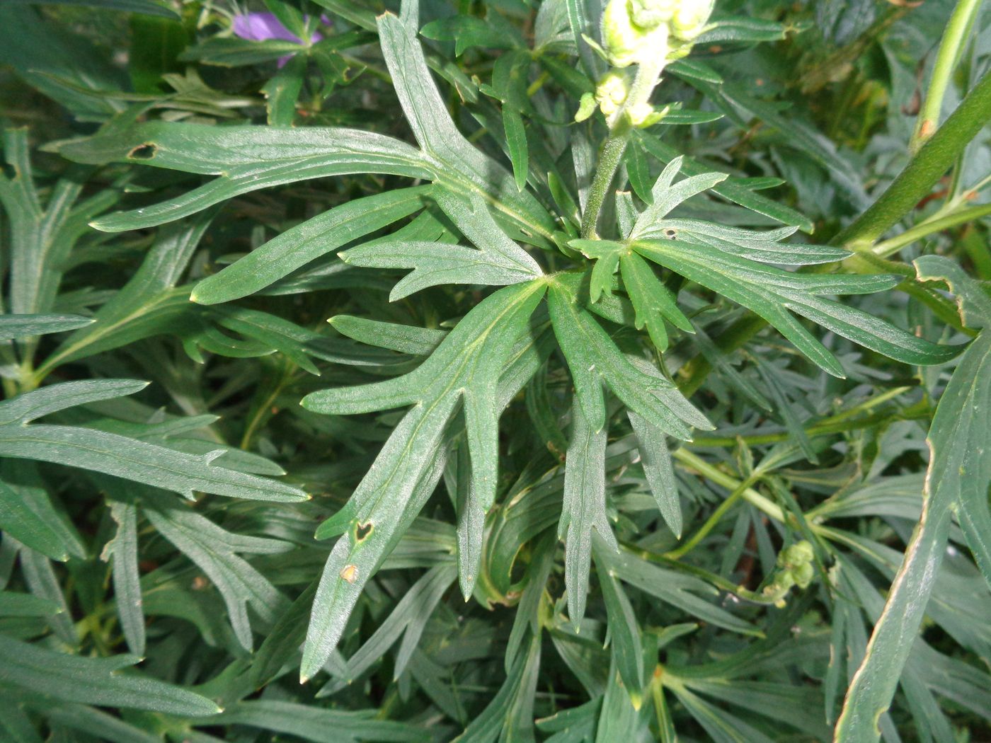 Изображение особи Aconitum napellus.