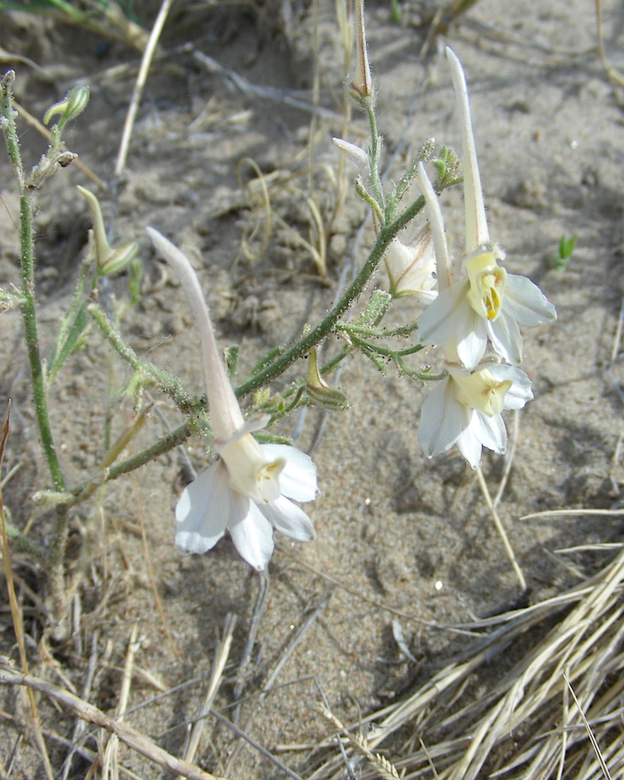 Image of Delphinium camptocarpum specimen.