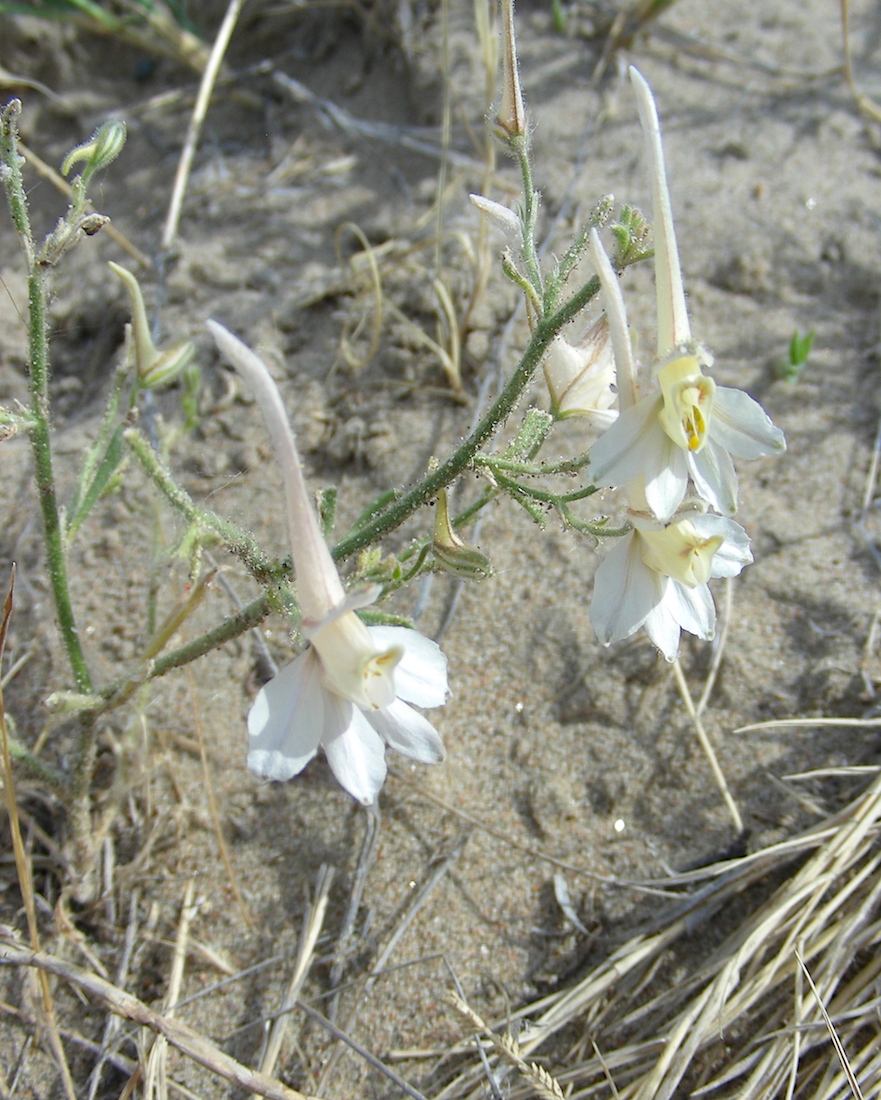 Изображение особи Delphinium camptocarpum.